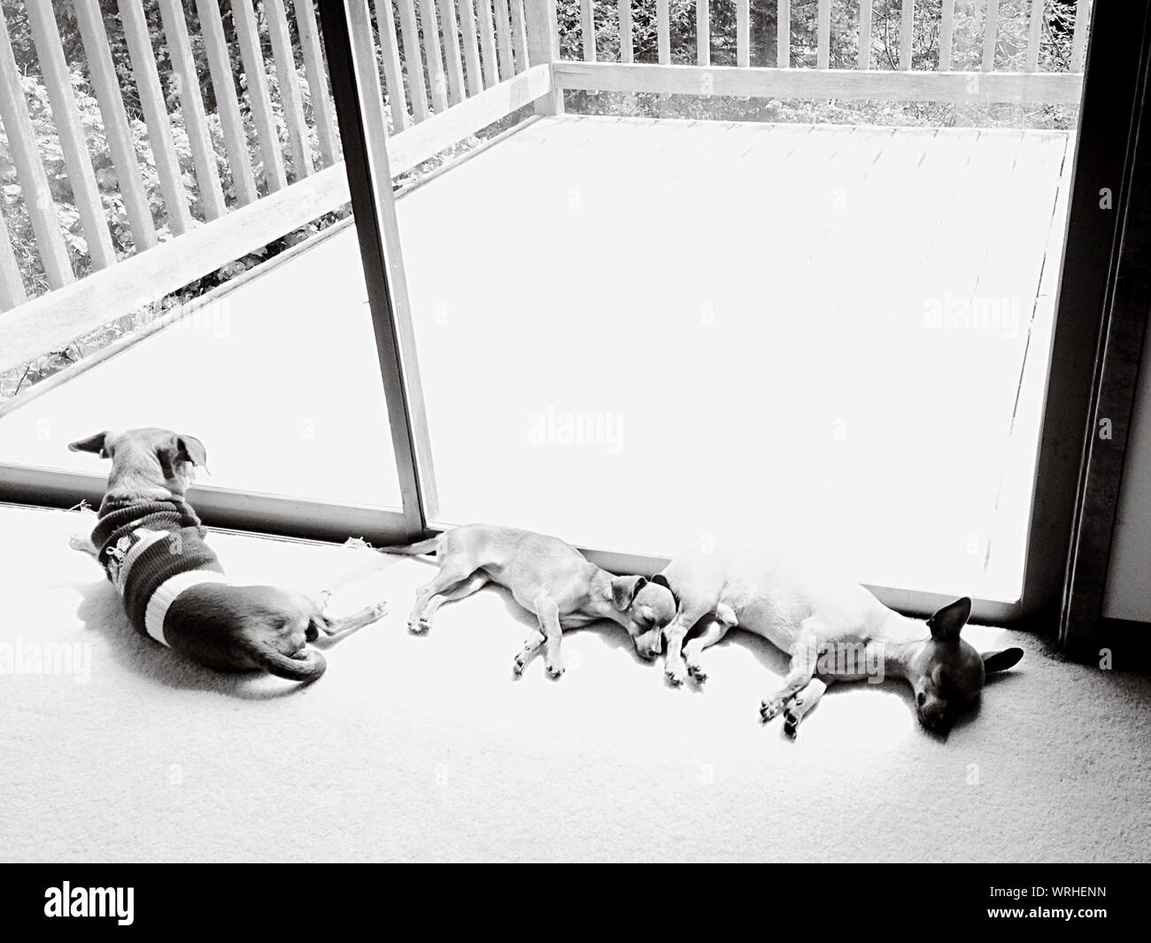 View Of Dogs Sleeping On Floor Stock Photo Alamy