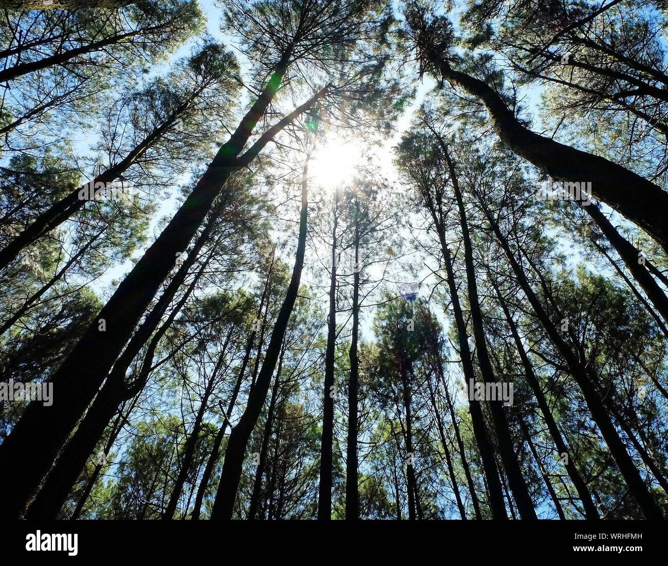 Low view tree canopy hi-res stock photography and images - Alamy