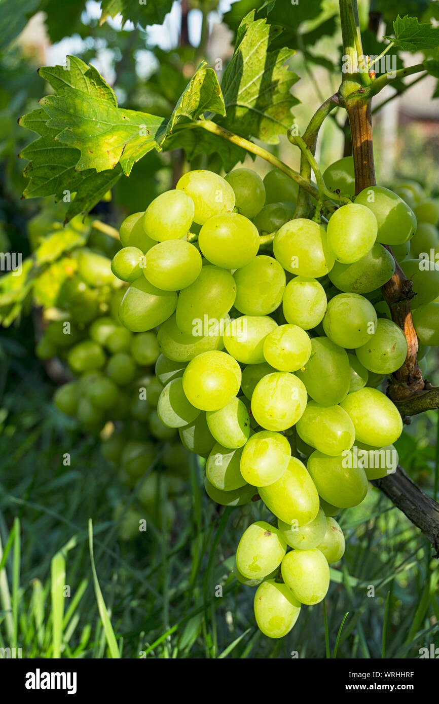 Close up Bunch of fresh green grapes on the vine with green leaves in ...