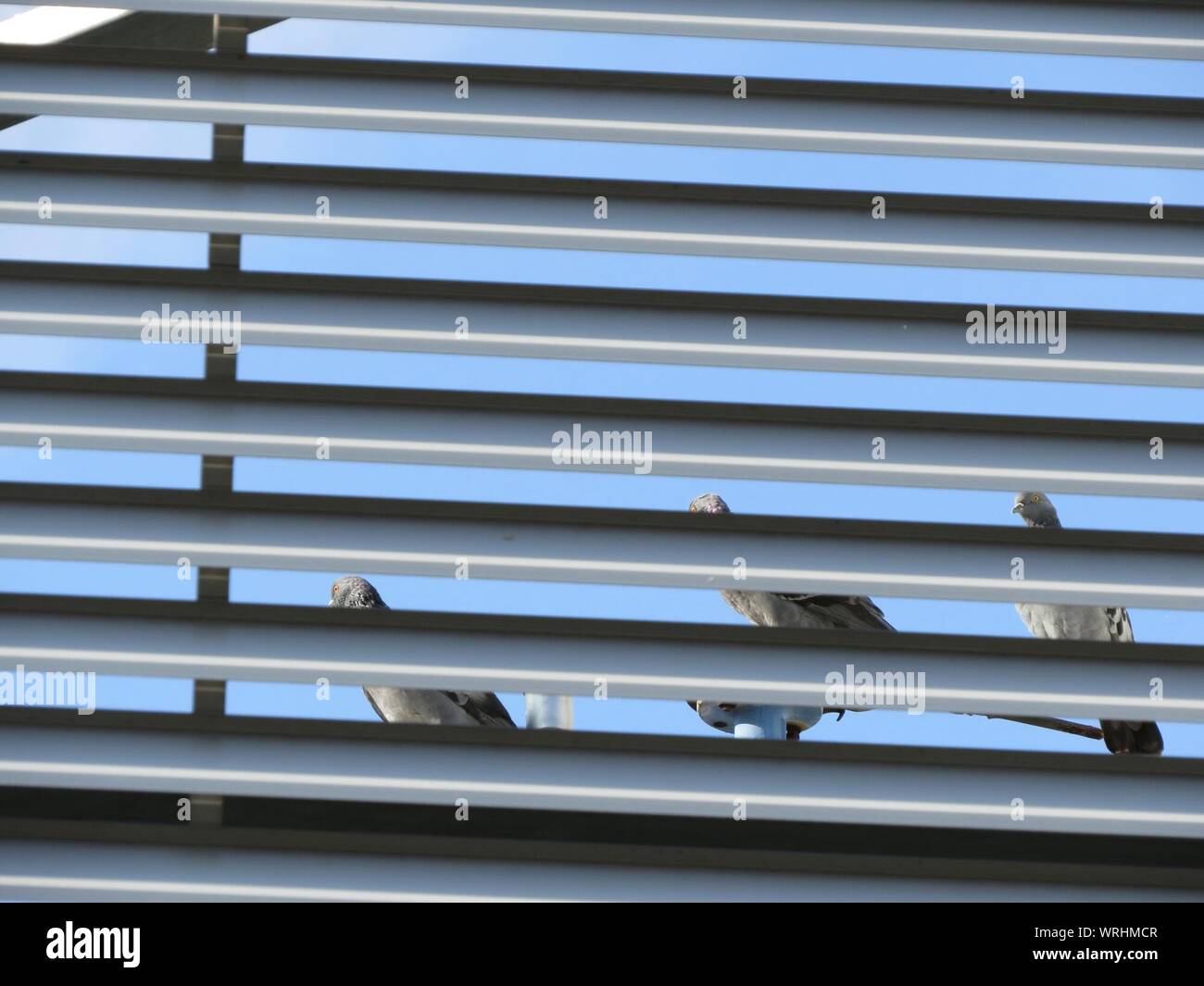 Pigeons Seen Through Blinds Stock Photo