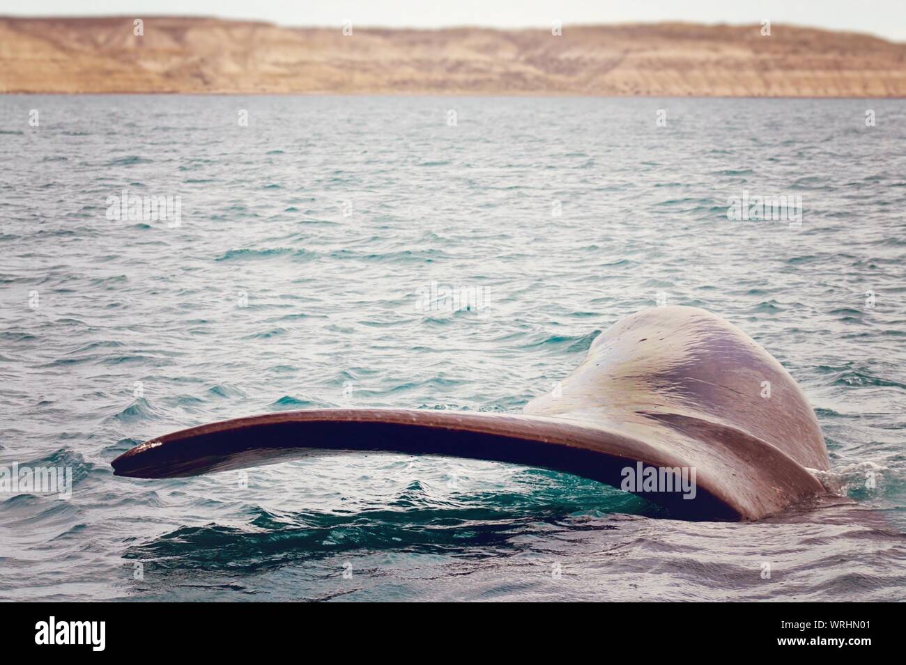 Fluke fish hires stock photography and images Alamy