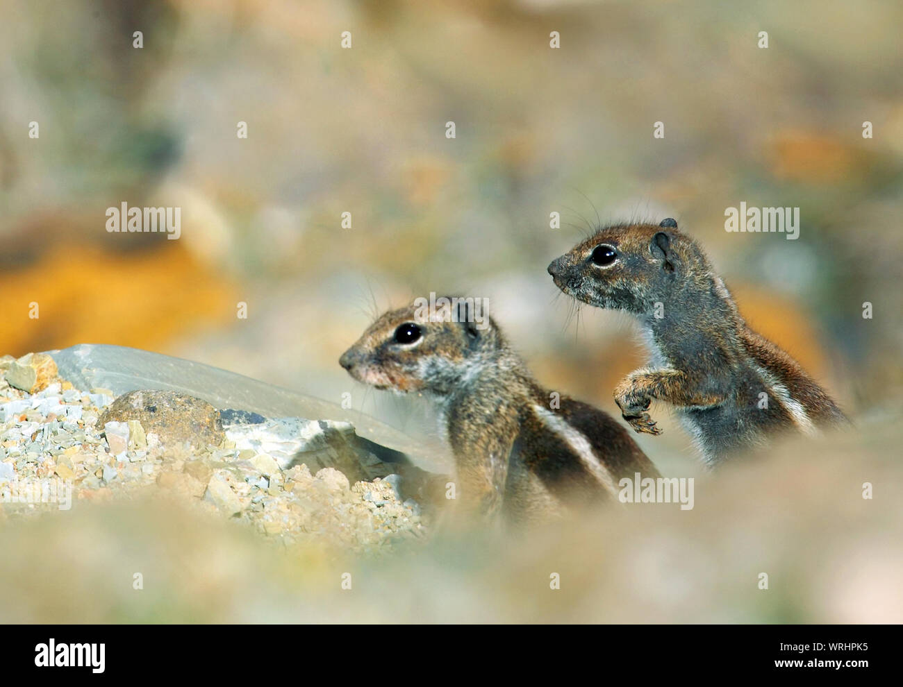 Close-up Of Squirrels On Rock Stock Photo