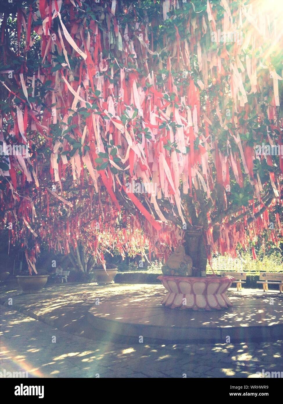 Tree with ribbons hires stock photography and images Alamy