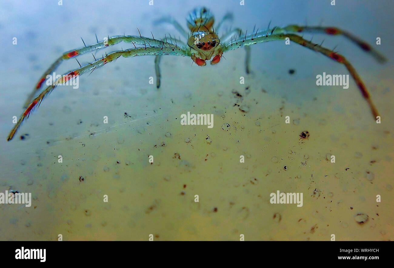 Close-up Surface Level Of Spider On The Ground Stock Photo