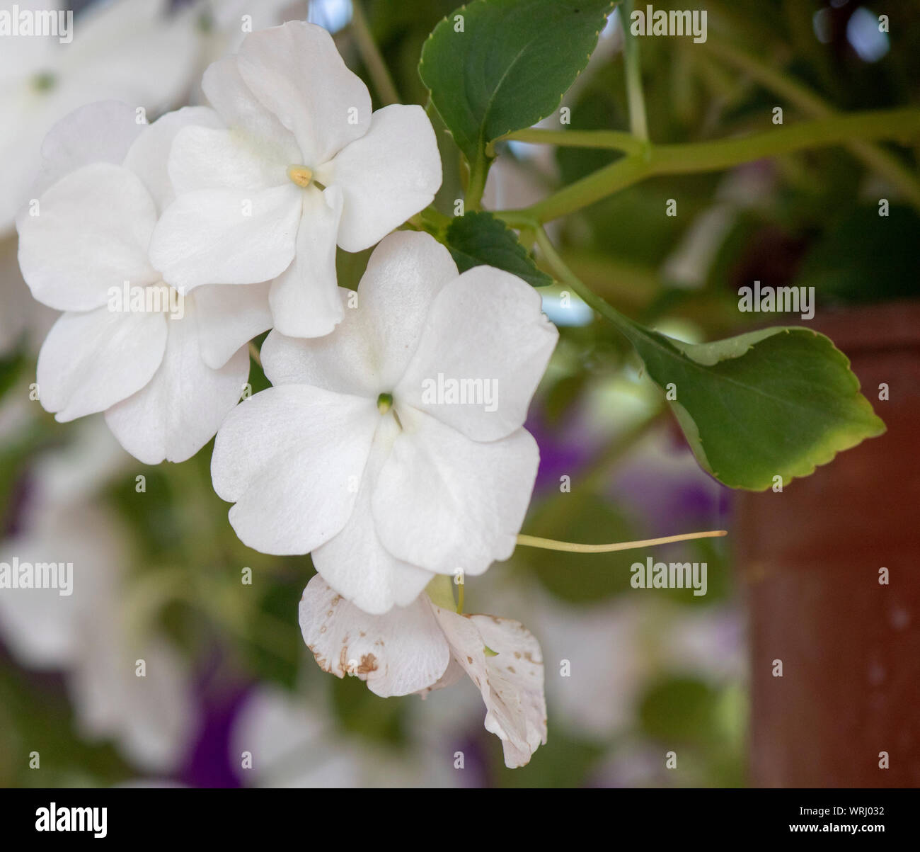 White impatiens in pot hires stock photography and images Alamy