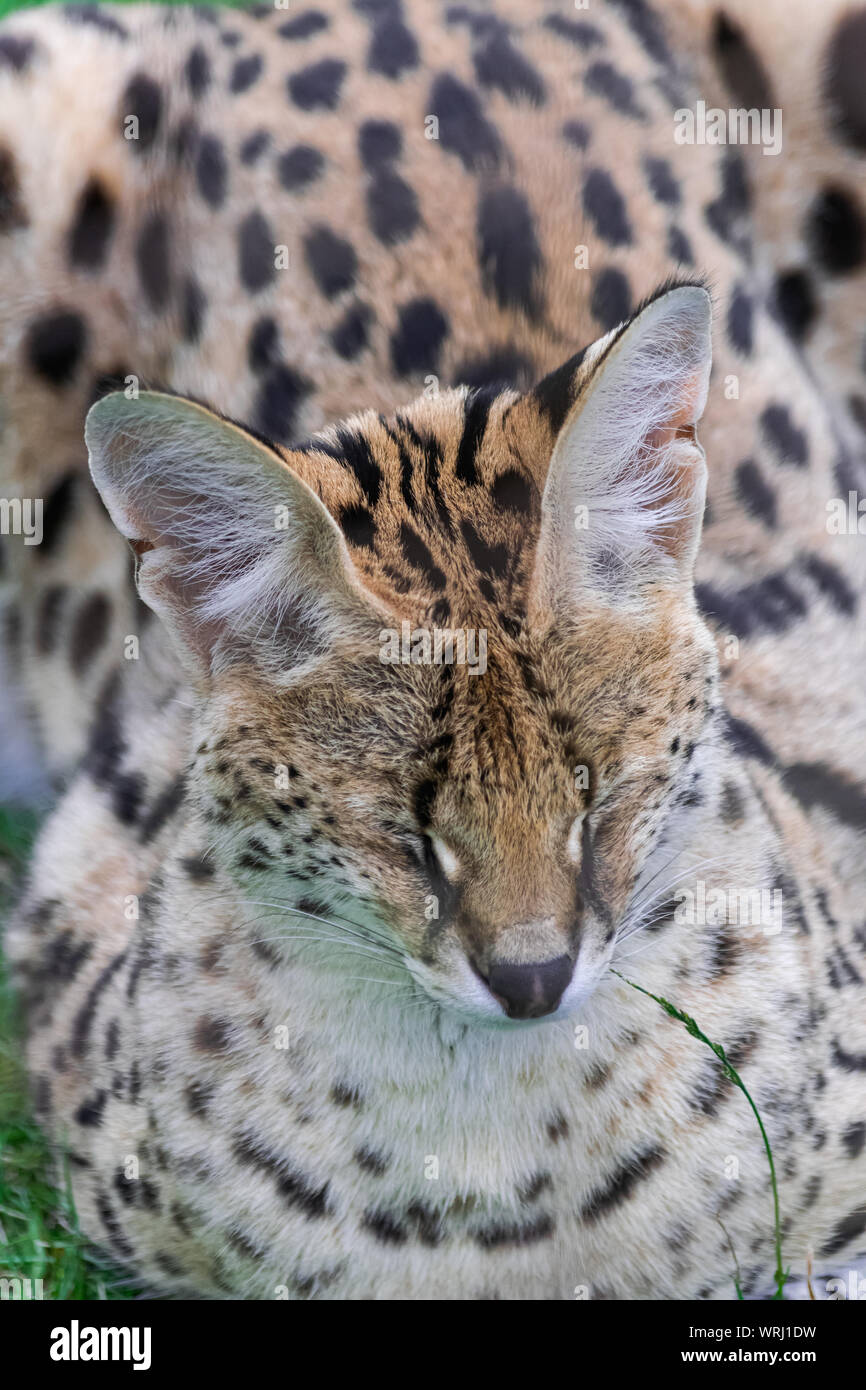 Serval cat (Leptailurus serval), sitting on green grass field, with