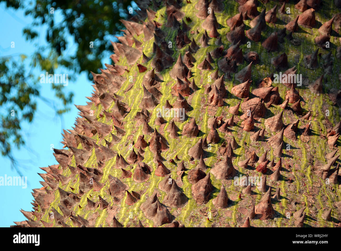 The surface of the Ceiba speciosa (or Chorisia speciosa) tree trunk with many spikes on it, selective focus Stock Photo