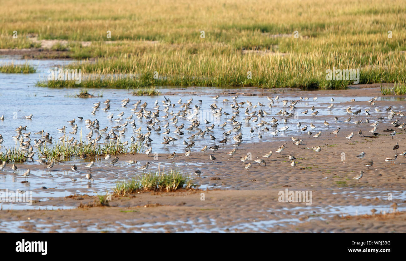 A flock of Dunlin (Calidris alpena) on Spurn Nature Reserve, East Yorkshire, this flock was photographed on the canal side of the Spurn, August 2019 Stock Photo