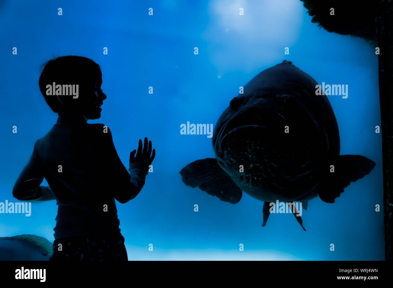 Young boy looking at a giant grouper through an aquarium glass window. Stock Photo
