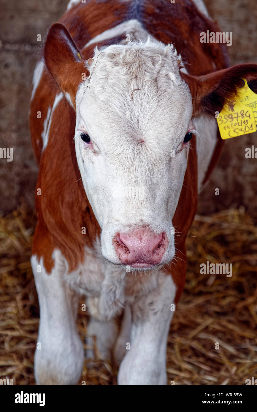 dairy cow, livestock, animal, ear tags, closeup, portrait, milk