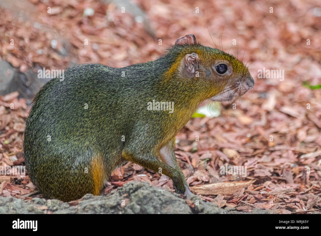 red acouchi, (Myoprocta acouchy), sitting very calm, close view Stock Photo