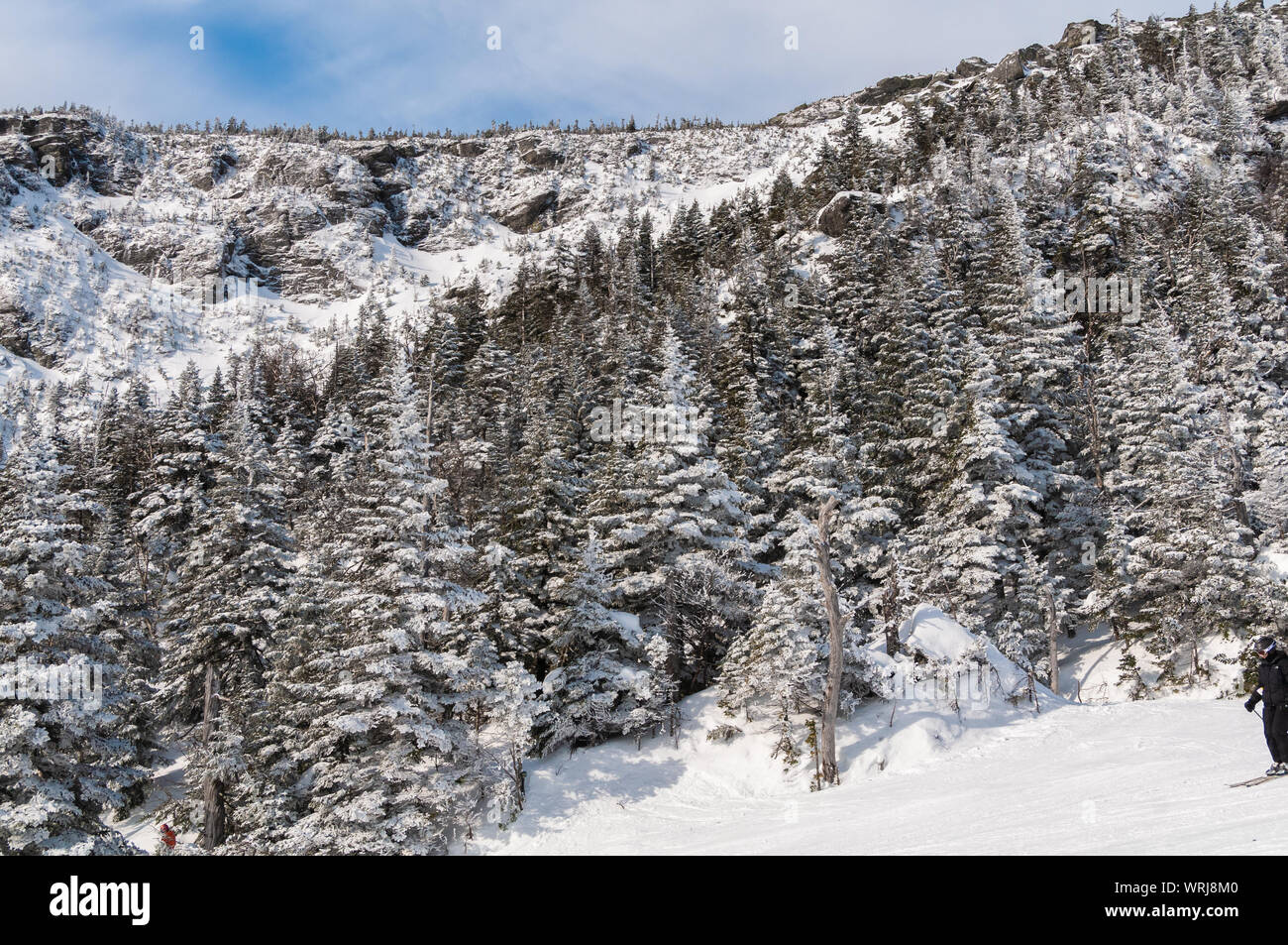 Snow covered trees, Stowe, Vermont, USA Stock Photo