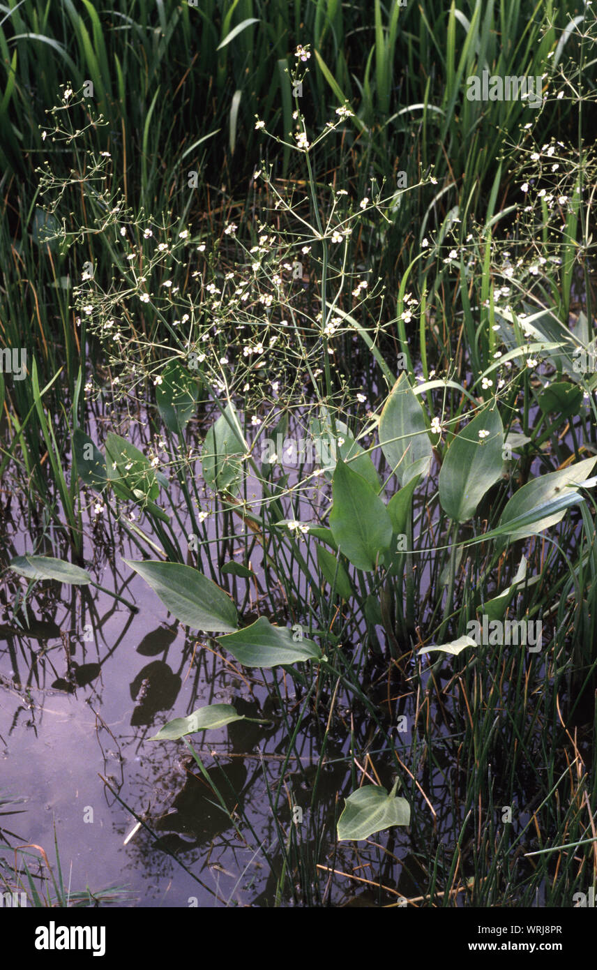 European water-plantain, common water-plantain or mad-dog weed, Alisma plantago-aquatica Stock Photo