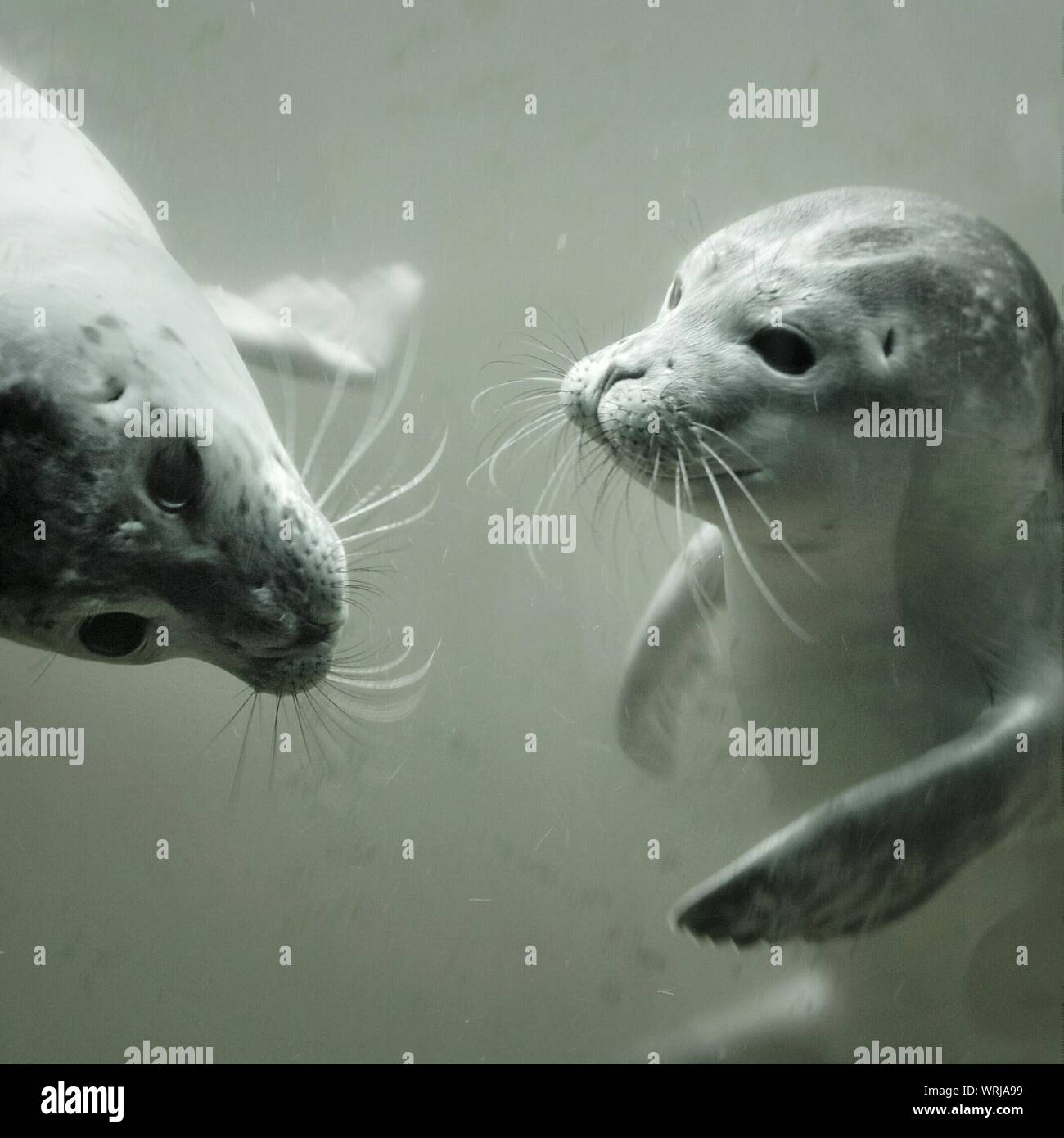 Seehundstation Stock Photos Seehundstation Stock Images Alamy