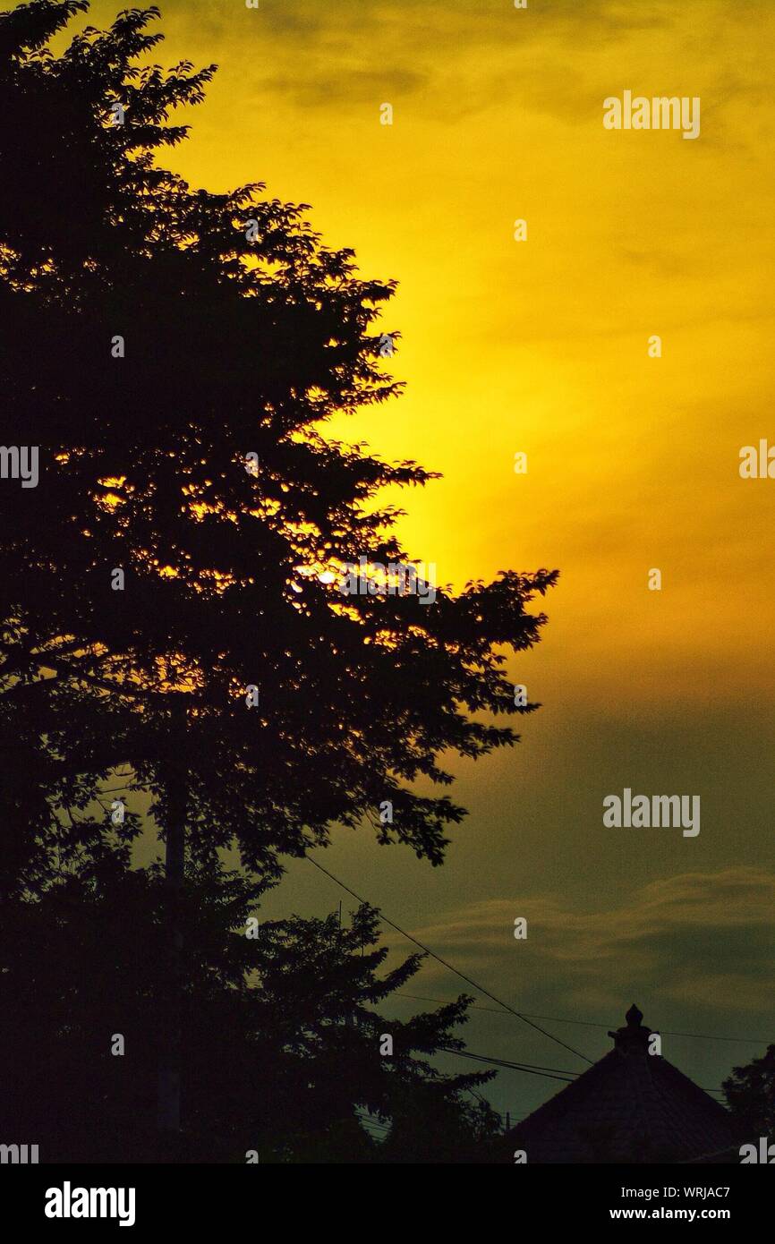 Silhouette Of Tree With Sky And Cloud In Background Stock Photo - Alamy
