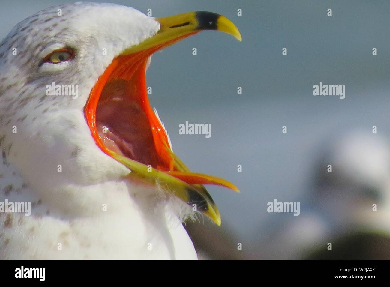 Bird Open Mouth High Resolution Stock Photography and Images Alamy