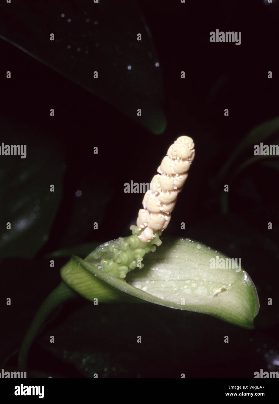 Flower of Broad leaf anubias, Anubias barteri Stock Photo