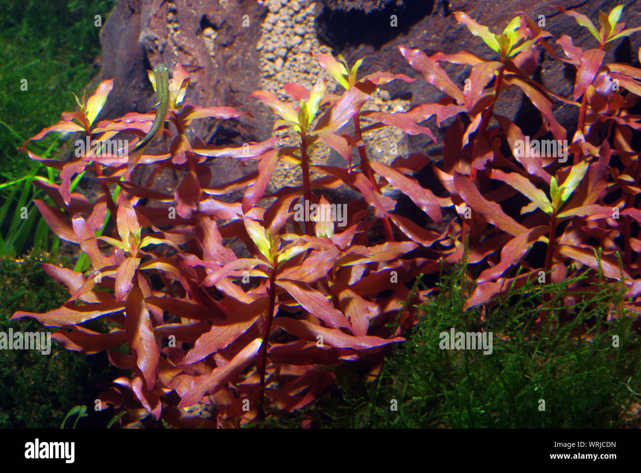 Large or Red Ammannia, Ammannia gracilis Stock Photo