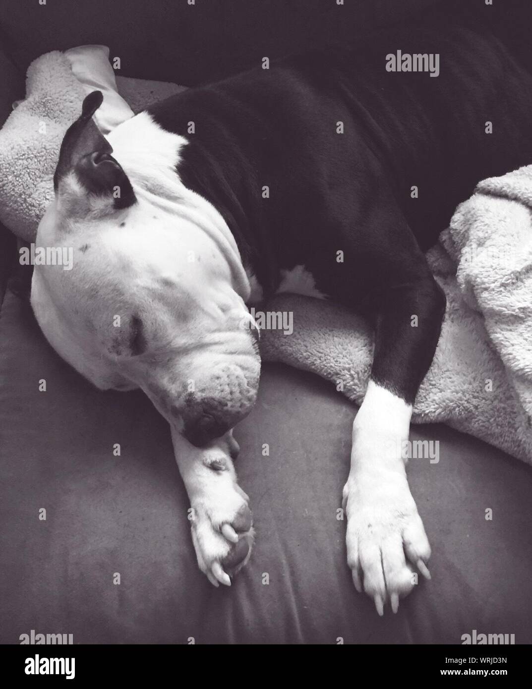 Pit bull on bed hires stock photography and images Alamy