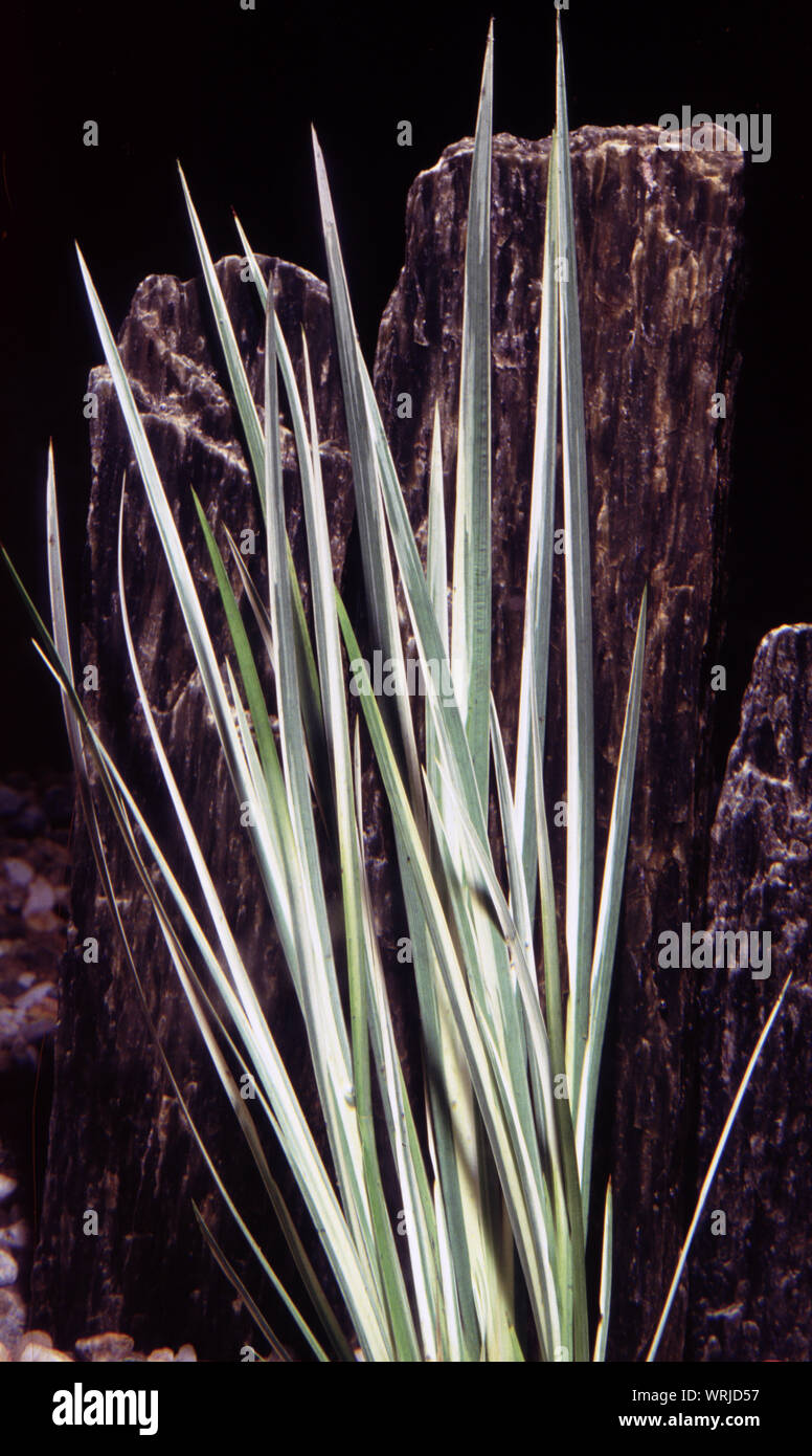 Variegated sweetflag, Acorus gramineus variegatus Stock Photo