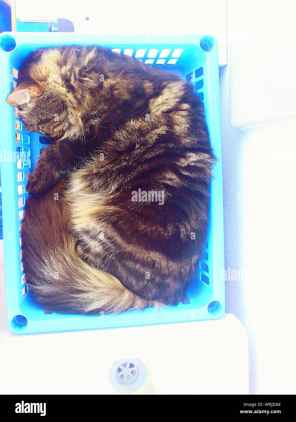 Sleeping in basket hires stock photography and images Alamy