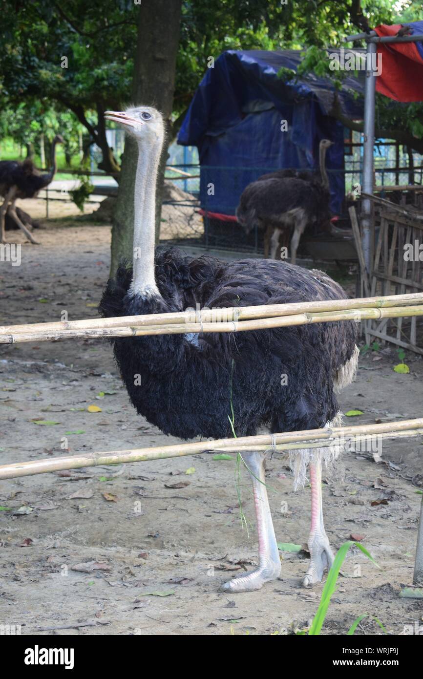 Ostrich bird in a bamboo cage Stock Photo
