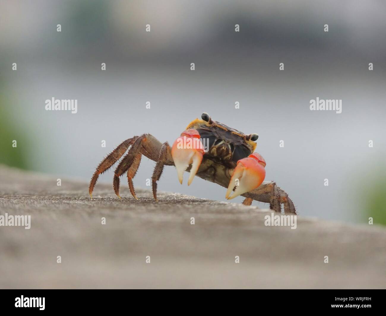 Crab on the ground hi-res stock photography and images - Alamy