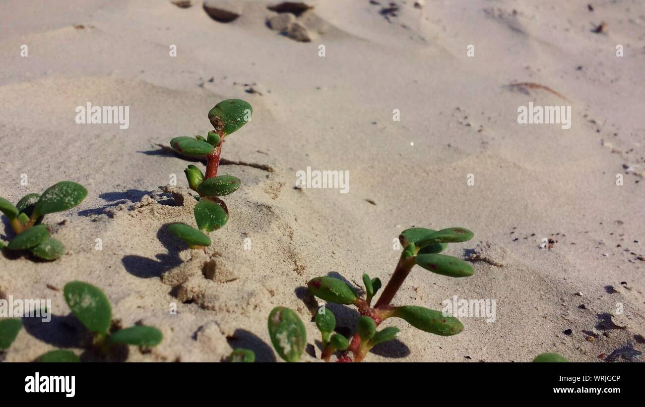 Plants Growing In Sand On Beach Stock Photo Alamy