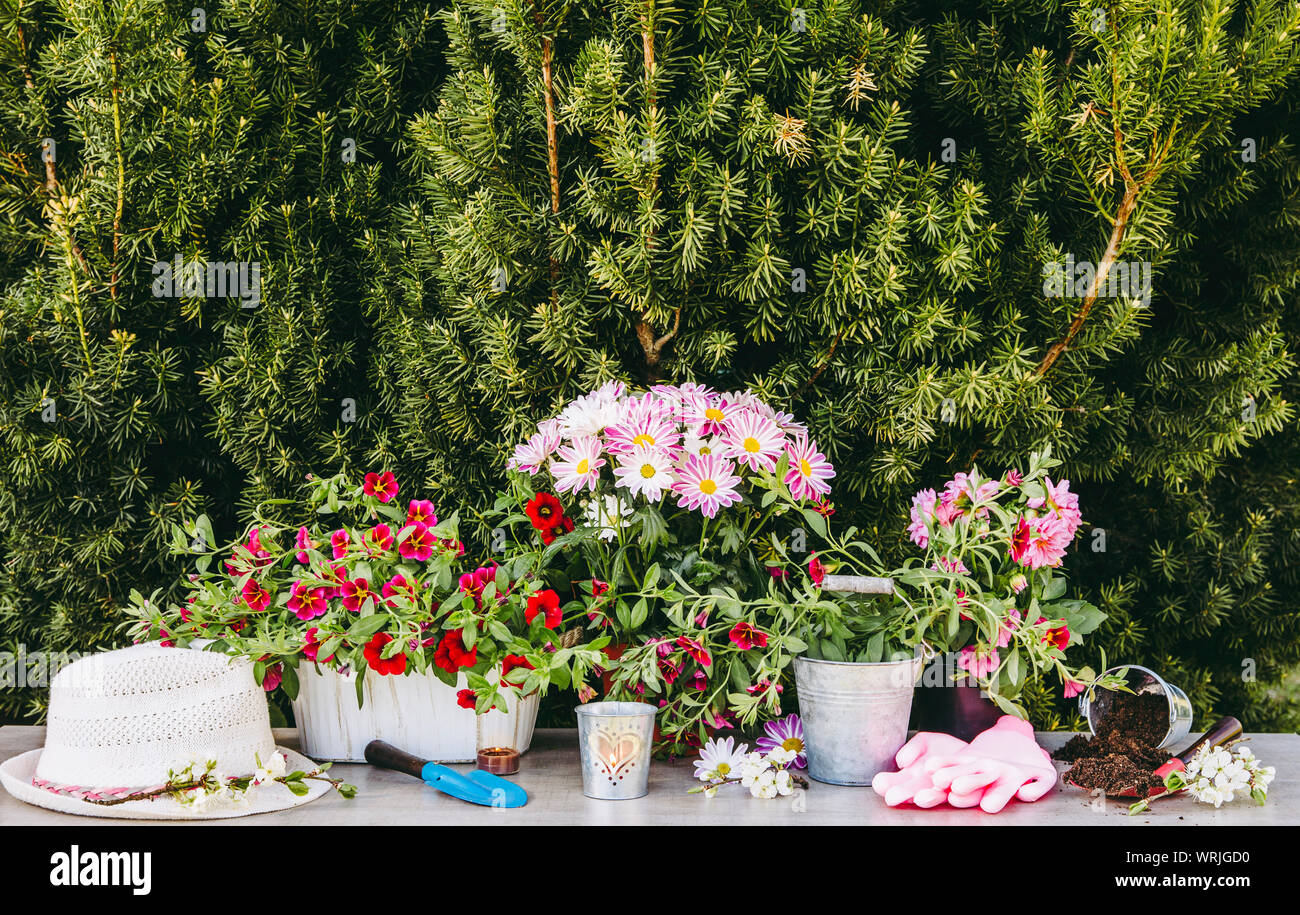 Lot of different pink blossom flowers in pots and different gardening tools on wood table, with green garden bush background. Summertime in garden con Stock Photo