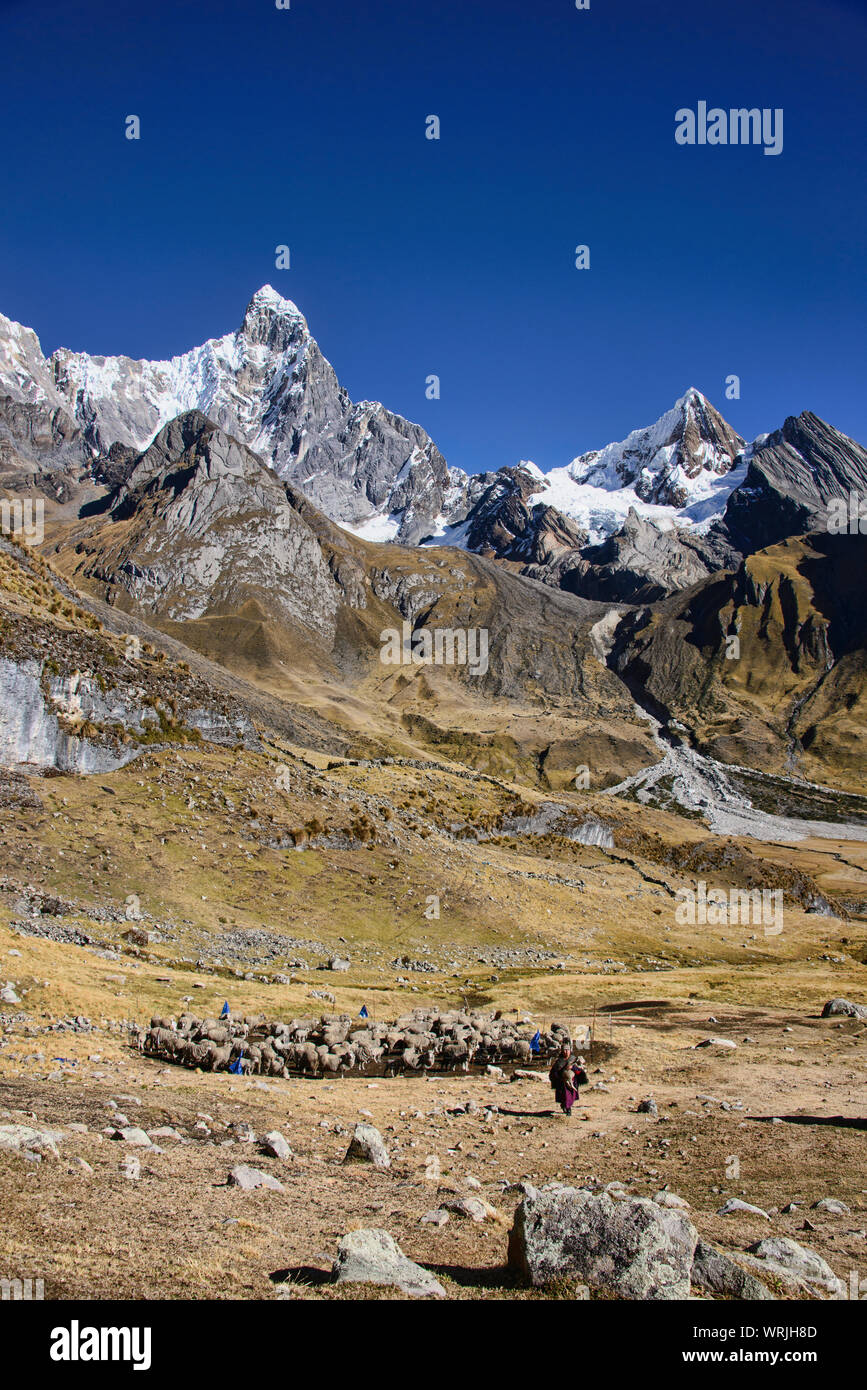 Herder and her sheep along the Cordillera Huayhuash circuit, Ancash, Peru Stock Photo