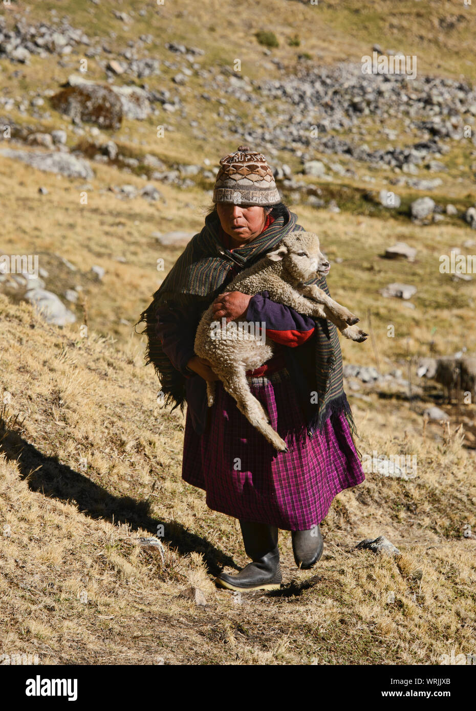 Herder and her sheep along the Cordillera Huayhuash circuit, Ancash, Peru Stock Photo