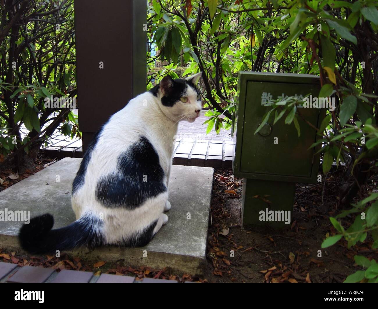 Cat Rear View Sitting High Resolution Stock Photography and Images - Alamy