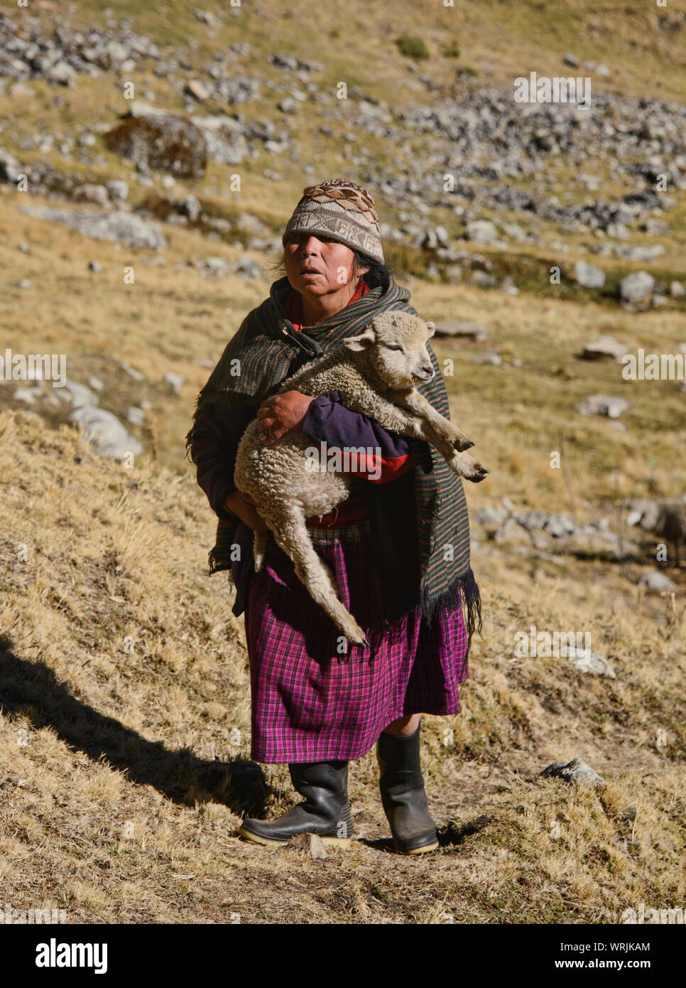Herder and her sheep along the Cordillera Huayhuash circuit, Ancash, Peru Stock Photo