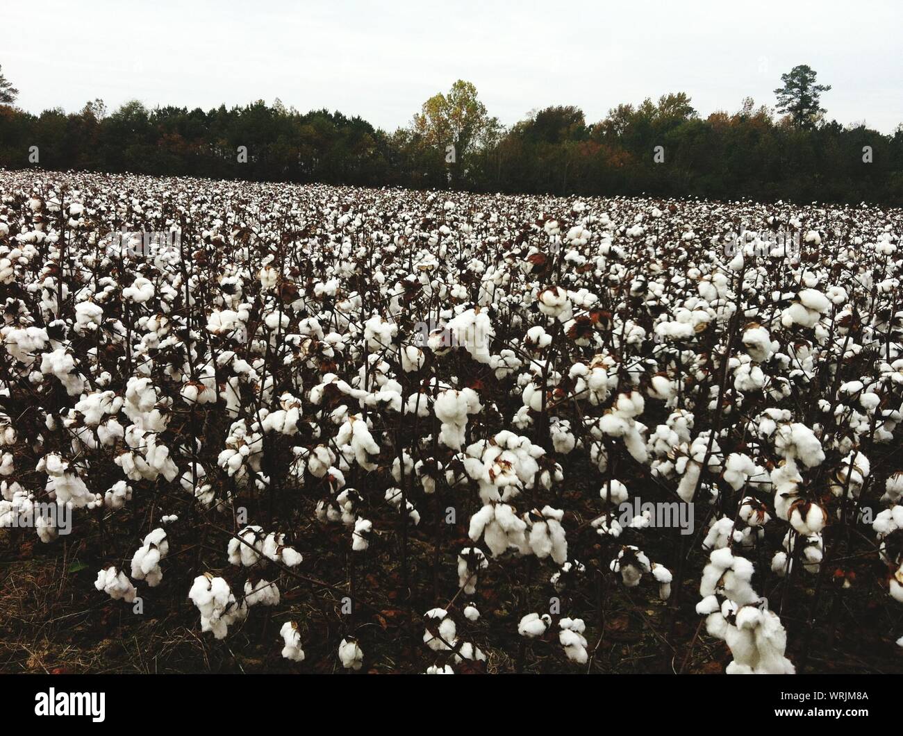 Cotton Crops Ready For Harvesting Stock Photo Alamy