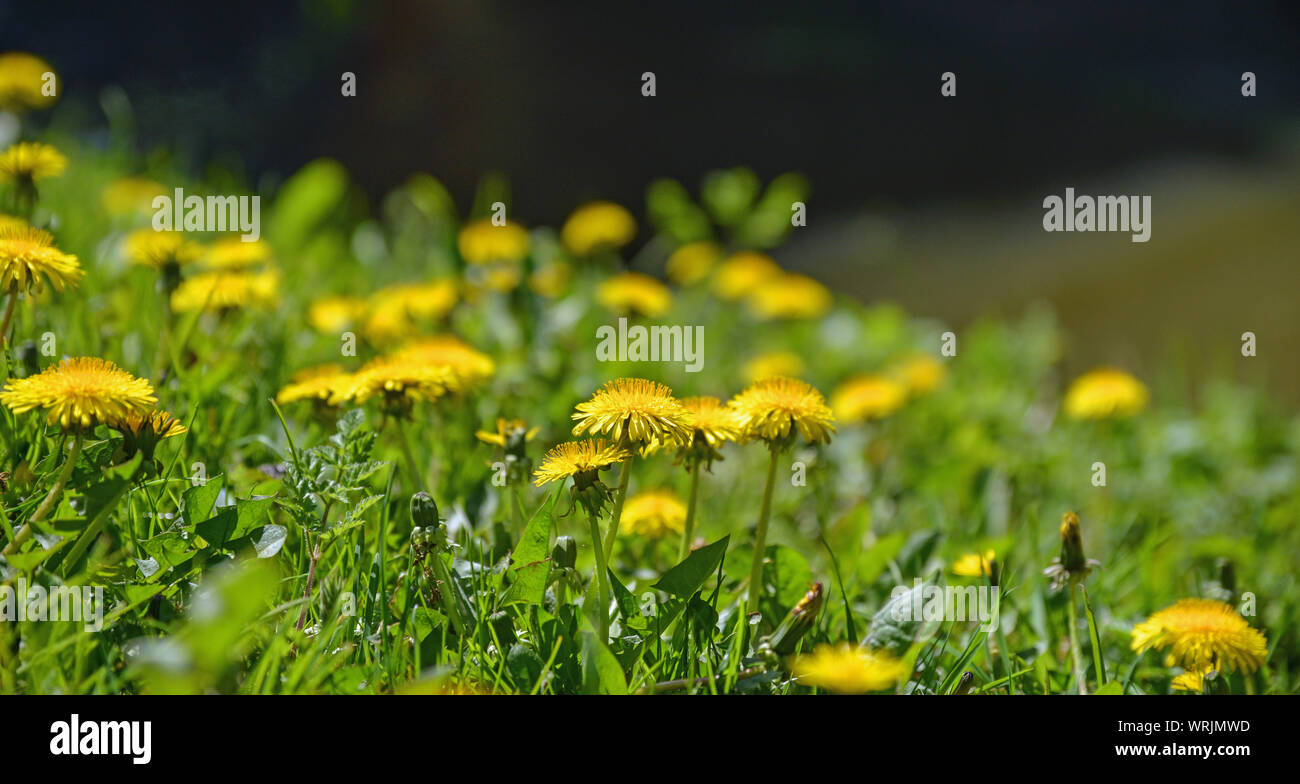 Low angle view of dandelion (flower) Stock Photo