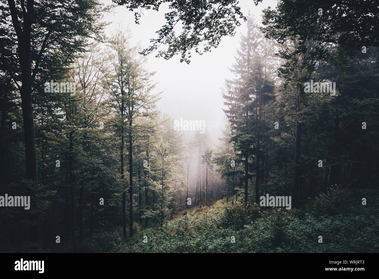 Trees And Plants Growing In Woods Stock Photo Alamy