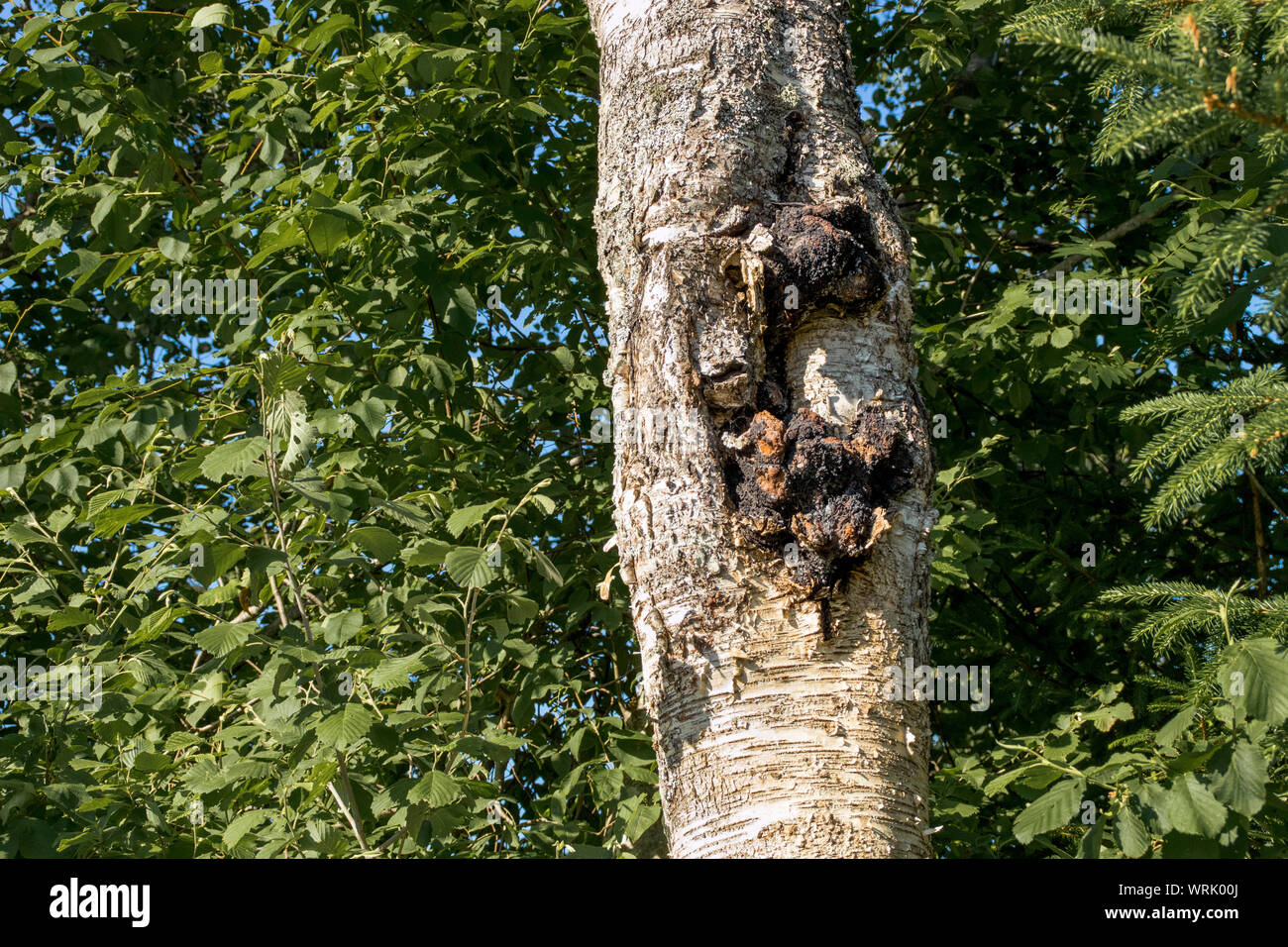 Chaga mushroom also known as Inonotus obliquus growing out of an birch tree trunk in summer. Chaga is used for natural herbal remedy. Stock Photo