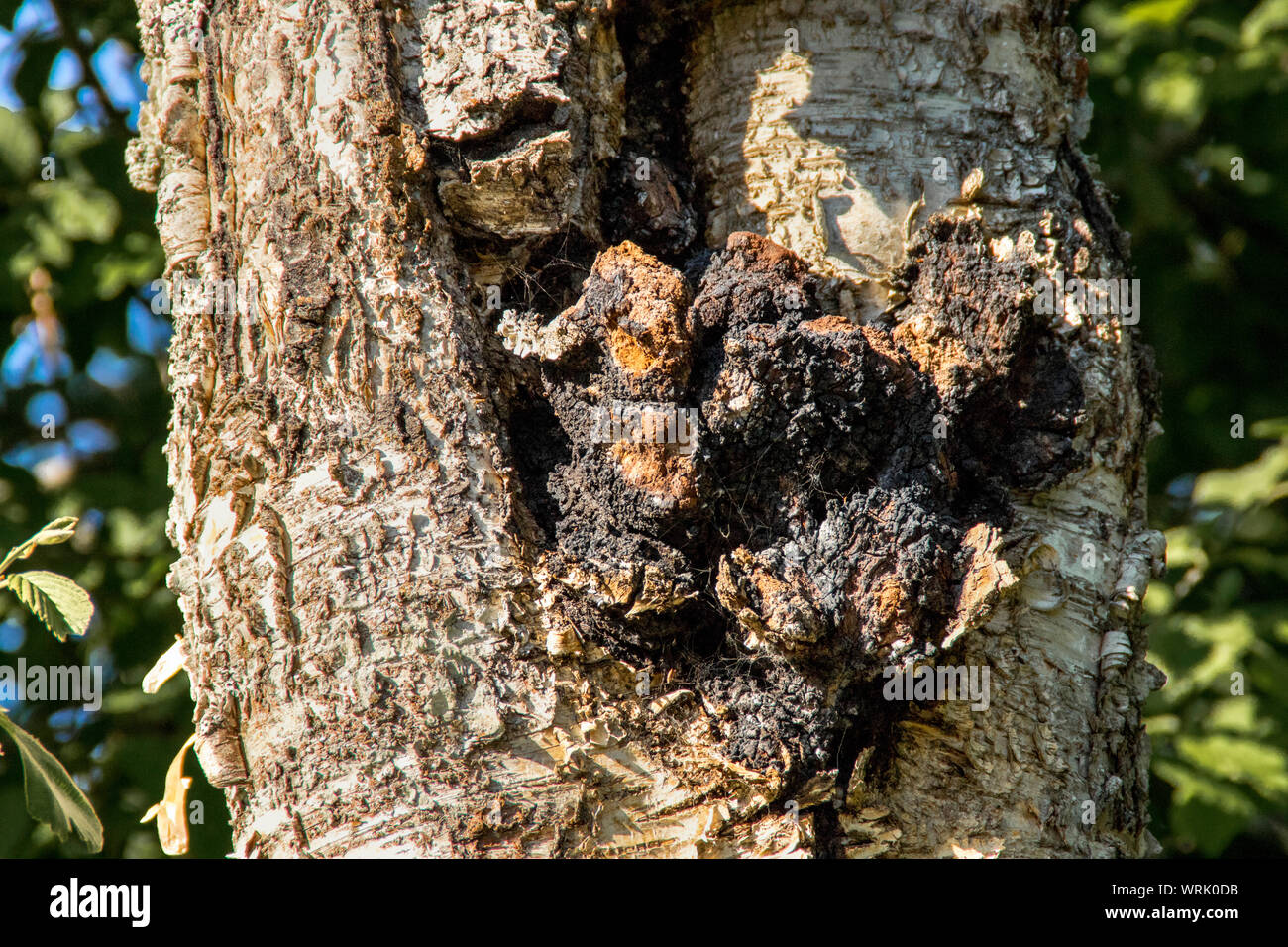 Chaga mushroom also known as Inonotus obliquus growing out of an birch tree trunk in summer. Chaga is used for natural herbal remedy. Stock Photo