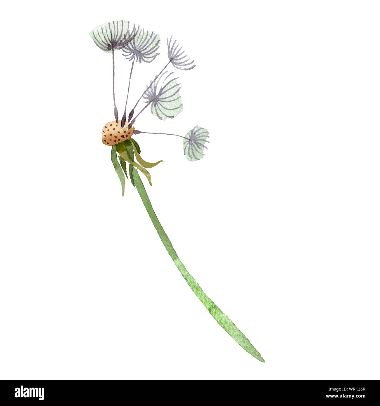 Dandelion seedhead with seeds. Watercolor background illustration set. Isolated plant illustration element. Stock Photo