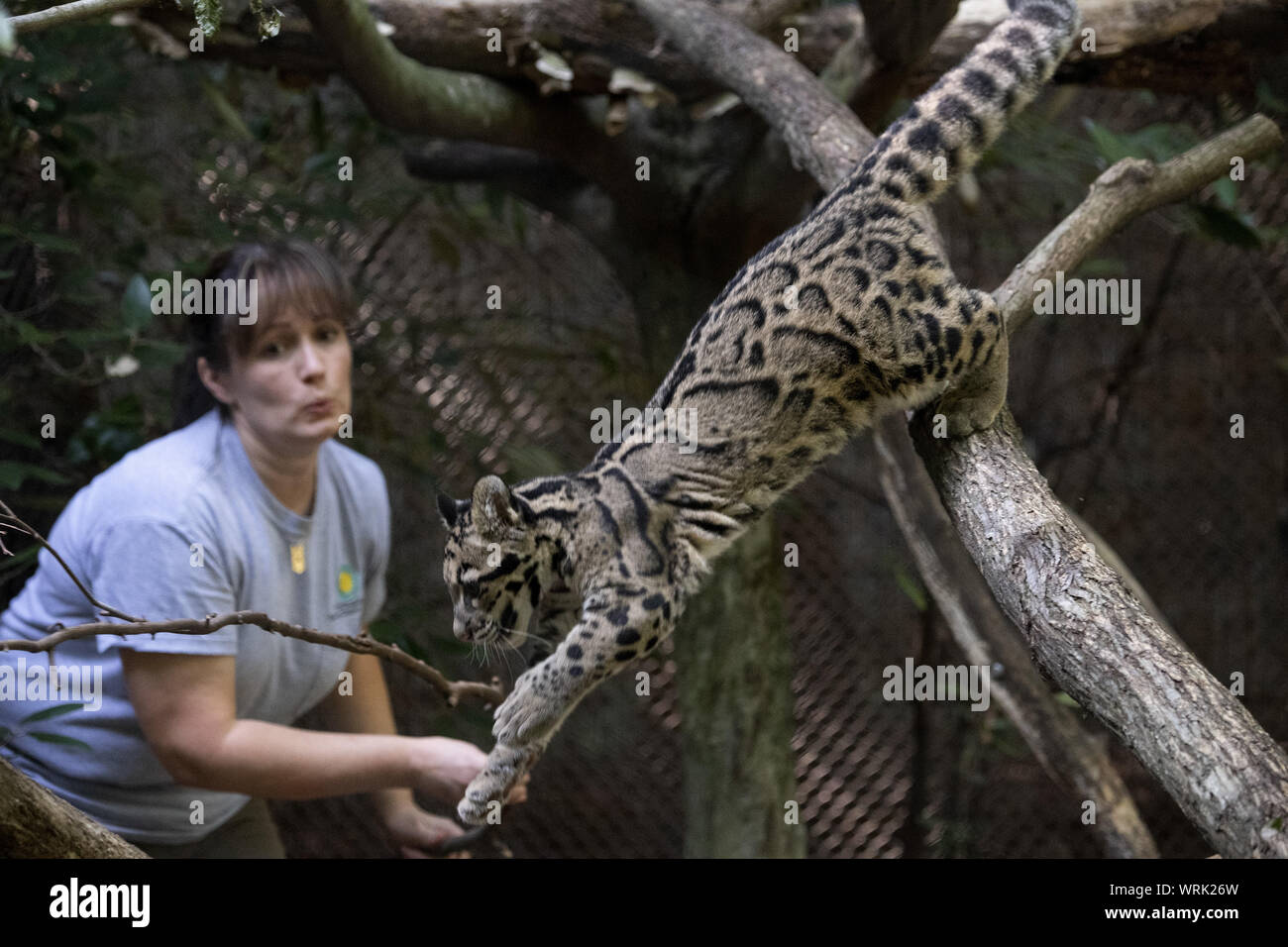 Clouded Leopard Size Compared Human