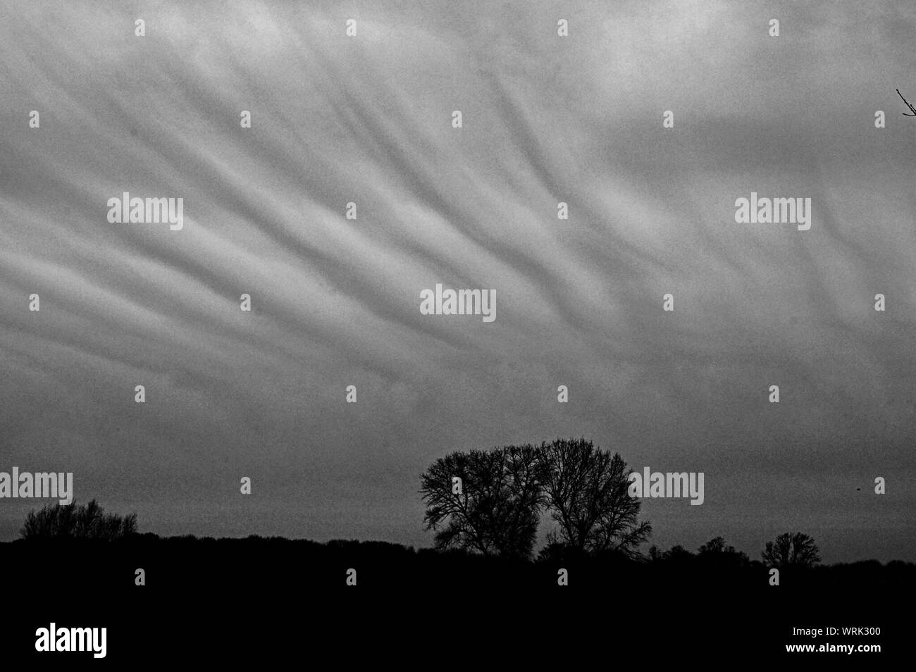 Silhouette trees sunset sunset Black and White Stock Photos & Images ...