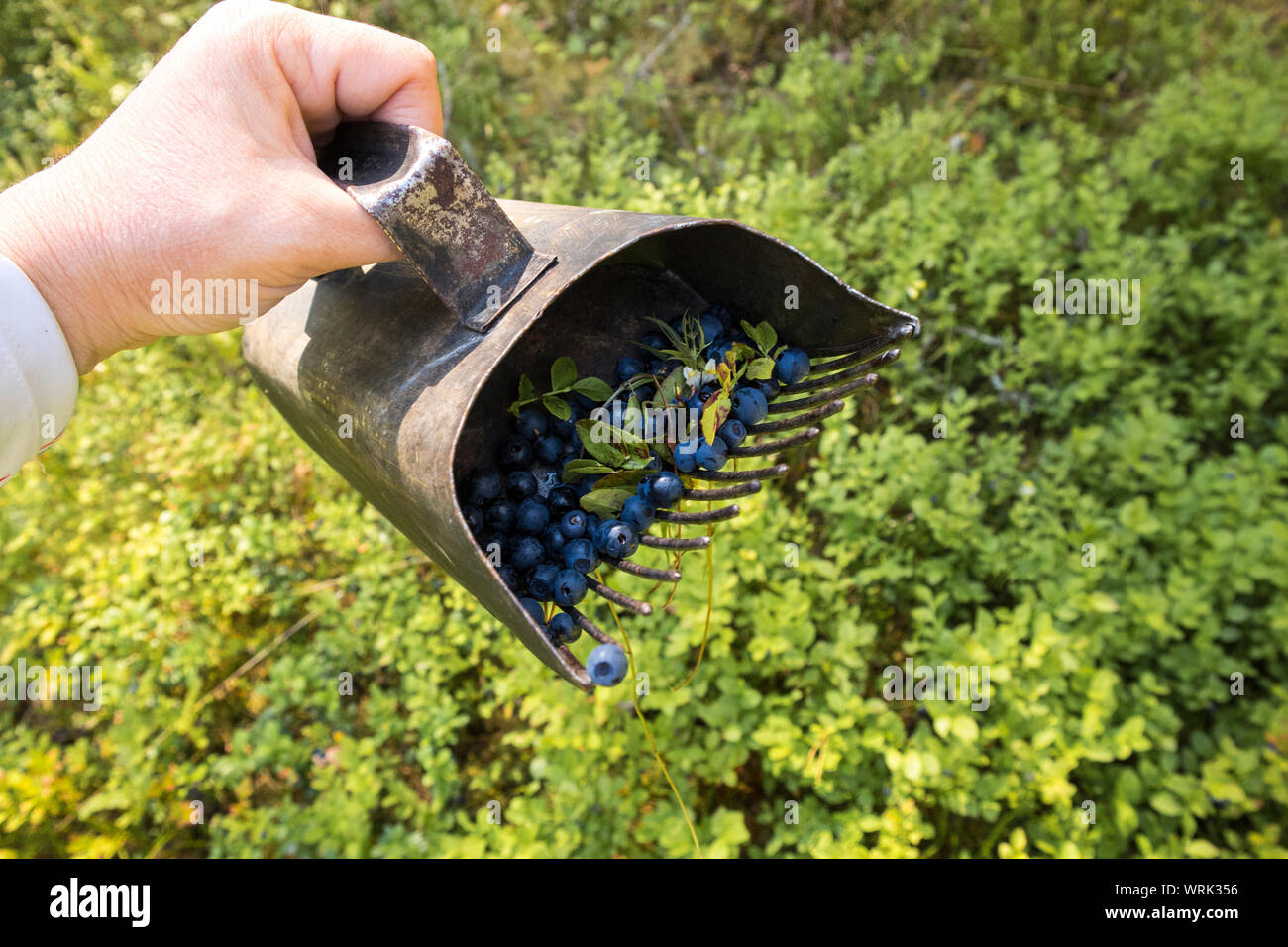 Close up view of person hand using berry picker hand tool to pick faster wild organic blueberries in natural Nordic pine tree forest in summer. Stock Photo