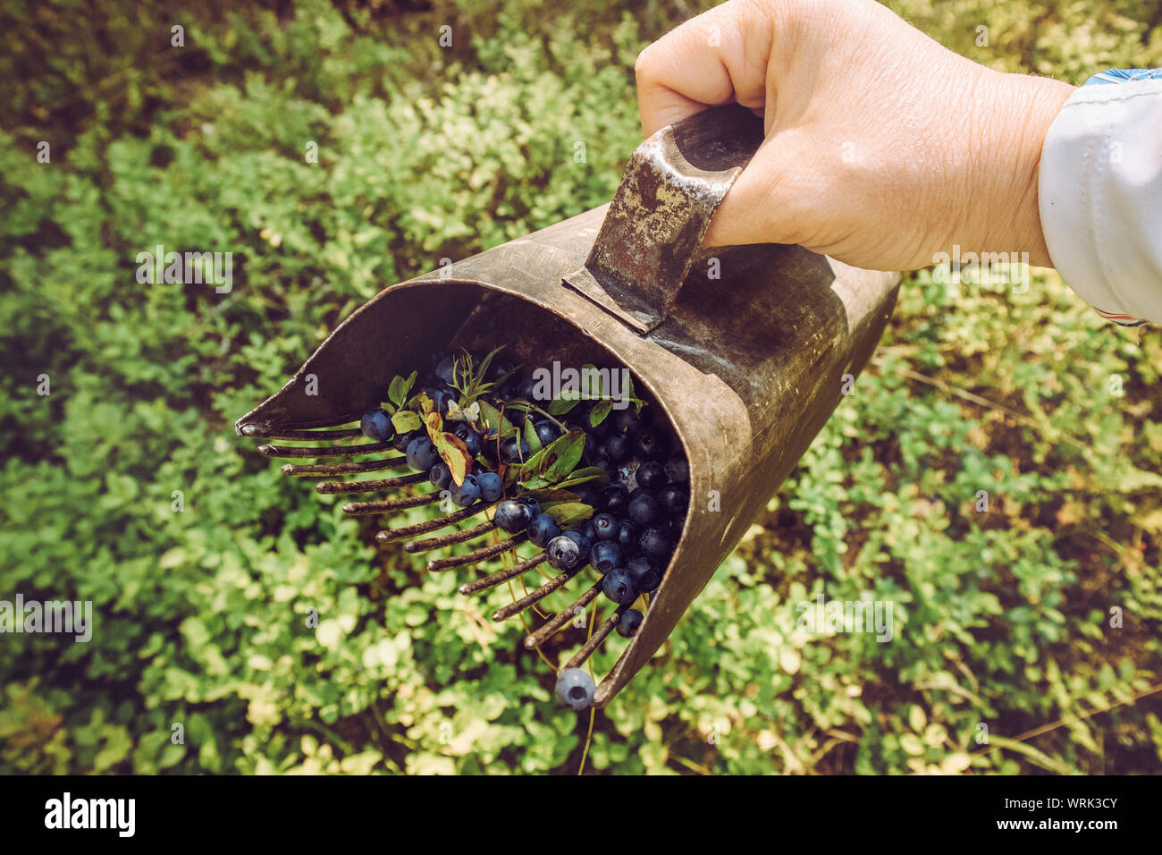 Close up view of person hand using berry picker hand tool to pick faster wild organic blueberries in natural Nordic pine tree forest in summer. Stock Photo