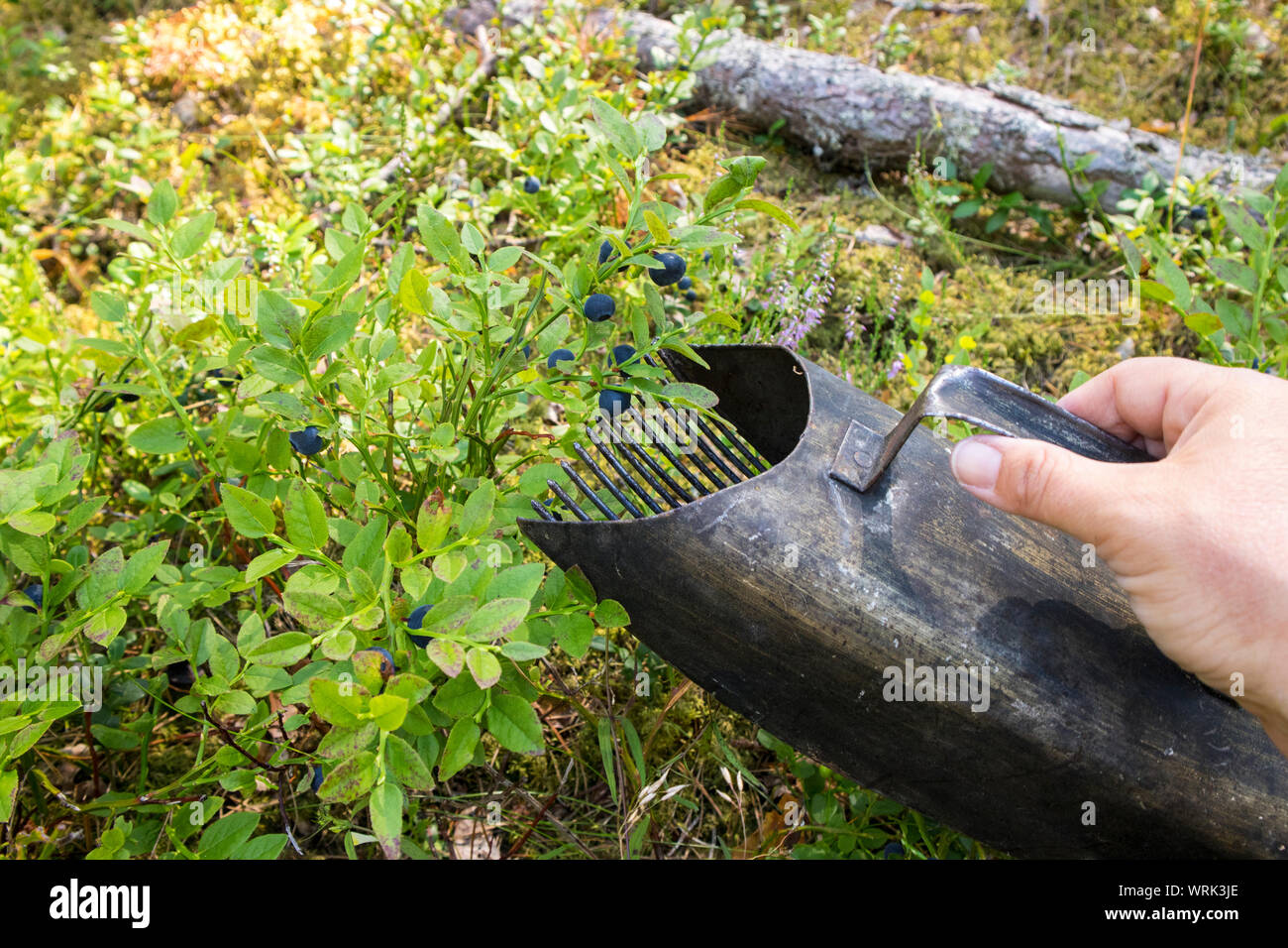 Close up view of person hand using berry picker hand tool to pick faster wild organic blueberries in natural Nordic pine tree forest in summer. Stock Photo