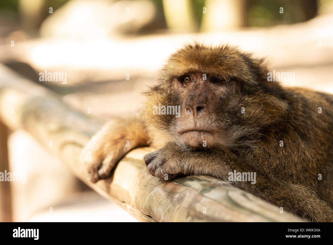 A barbary macaque (Macaca sylvanus) waits for food at the Montagne des Singes (Monkey Mountain) in Kintzheim, Bas-Rhin, Alsace, France. Stock Photo