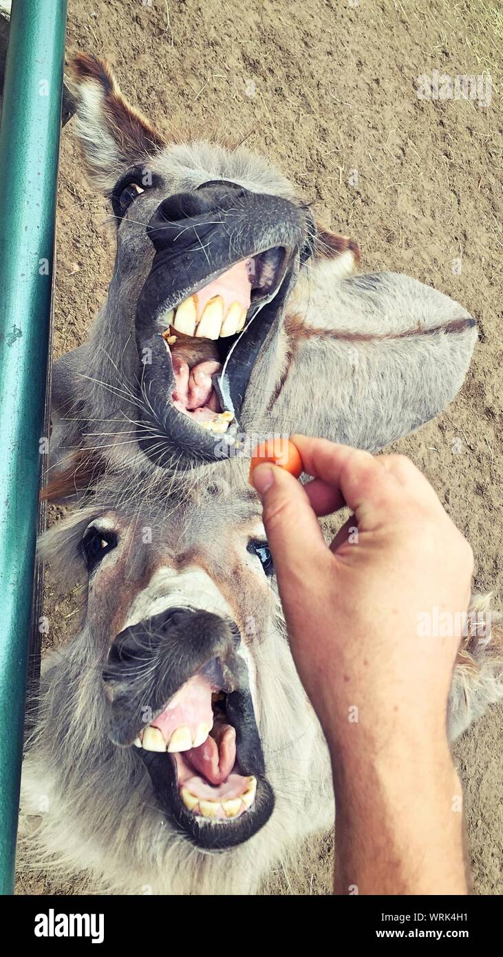 Donkey Carrot High Resolution Stock Photography and Images Alamy