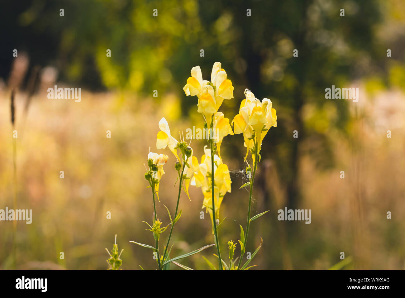 Several yellow flowers in a forest glade. Flowers grow on the edge of the forest in the sunniest place. Stock Photo