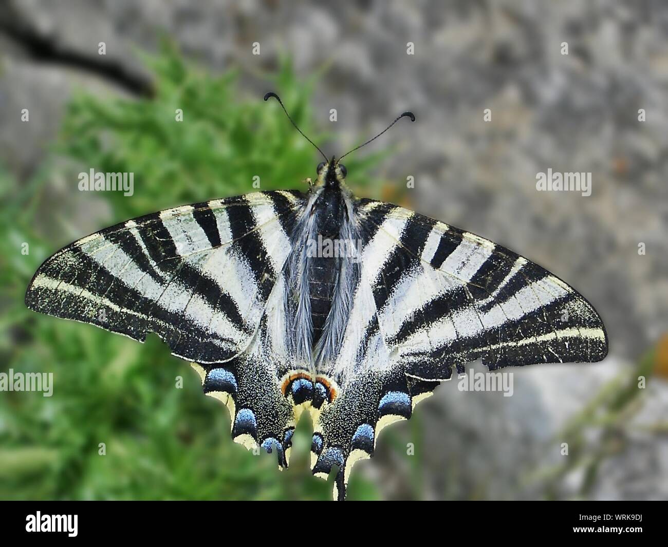 Butterfly With Beautiful Symmetric Pattern On The Wings Stock Photo