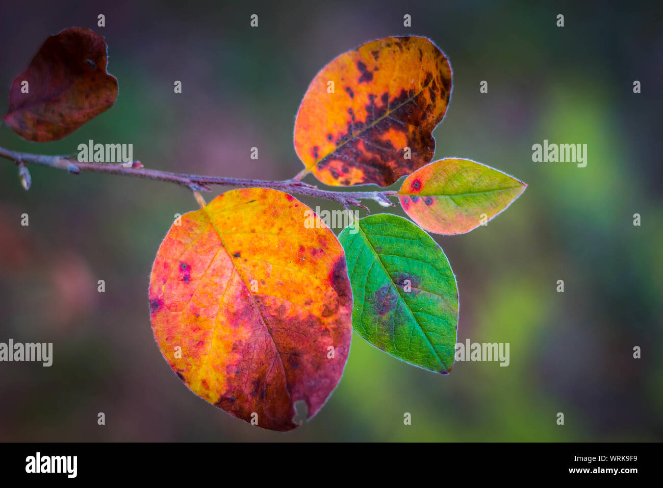 Yellowed leaves in a deciduous forest. Beautiful changes with nature in the autumn season. Stock Photo