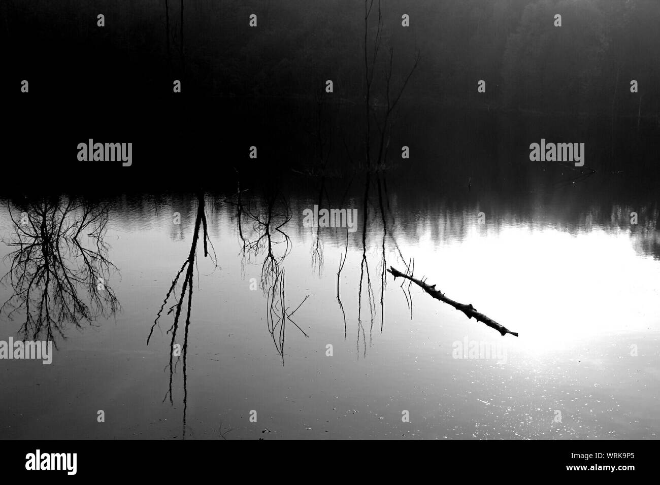 Dead trees in lake hi-res stock photography and images - Alamy